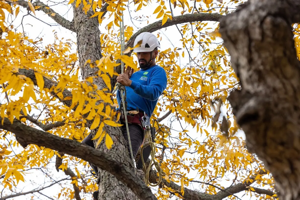 Skilled Tree Pruning crew working in Pierce